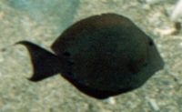 L&auml;ngsstreifen-Borstenzahndoktorfisch