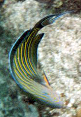Blaustreifen-Doktorfisch
