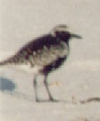 Kiebitzregenpfeifer