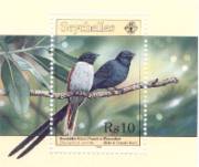 Seychellenparadiesschnäpper (Seychelles Black Paradise Flycatcher, Terpsiphone corvina)