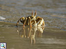 Reiterkrabbe (Horned Ghost Crab, Ocypode ceratophthalmus) frisst am Strand