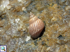 Littoraria coccinea glabrata