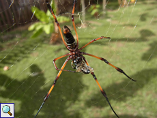 Nephila inaurata madagascariensis (Red-legged Golden Orb-web Spider), Weibchen von unten Nephila inaurata madagascariensis (Red-legged Golden Orb-web Spider), Weibchen von unten