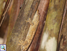 Ailuronyx sp. (Bronze-eyed Gecko)
