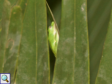 Seychellenbaumfrosch (Tachycnemis seychellensis)