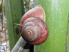 Stylodonta studeriana (Coco de Mer Snail)