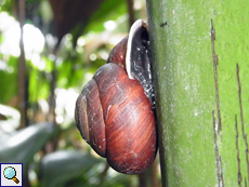 Stylodonta studeriana (Coco de Mer Snail)