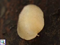 Filicaulis seychellensis, weiße Form