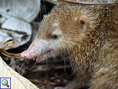 Erwachsener Großer Tenrek (Tenrec, Tenrec ecaudatus)