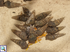 Terebralia palustris (Mangrove Whelk)