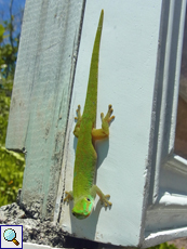 Kleiner Seychellen-Taggecko (Phelsuma astriata semicarinata)