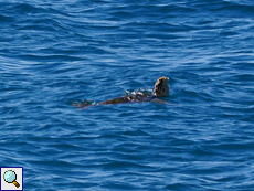 Echte Karettschildkröte (Hawksbill Turtle, Eretmochelys imbricata bissa), Belegbild