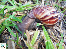 Achatina sp.