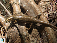 Wright-Skink (Wright's Skink, Trachylepis wrightii)