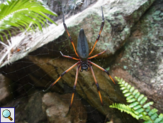 Nephila inaurata madagascariensis (Red-legged Golden Orb-web Spider), Weibchen
