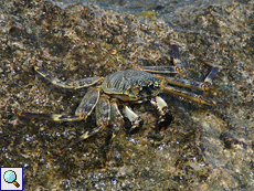 Grapsus tenuicrustatus