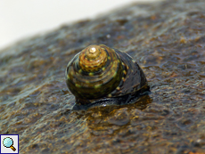 Monodonta nebulosa (Toothed Top Shell)