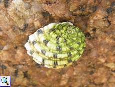 Nerita textilis