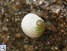 Nerita plicata