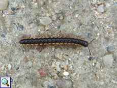 Orthomorpha coarctata