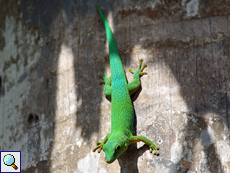 La-Digue-Taggecko (Seychelles Giant Day Gecko, Phelsuma sundbergi ladiguensis)