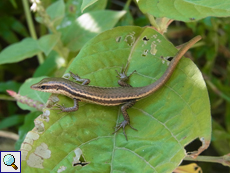 Seychellen-Skink (Seychelles Skink, Trachylepis seychellensis)