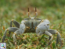 Reiterkrabbe (Horned Ghost Crab, Ocypode ceratophthalmus)