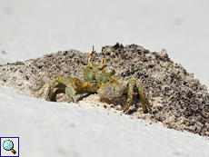 Reiterkrabbe (Horned Ghost Crab, Ocypode ceratophthalmus) beim Graben einer Höhle