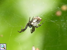 Weibliche Opuntien-Kreuzspinne (Tropical Tent-web Spider, Cyrtophora citricola) Weibliche Opuntien-Kreuzspinne (Tropical Tent-web Spider, Cyrtophora citricola)