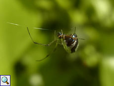 Unbestimmte Spinnenart Nr. 15 (Argyrodes sp.)