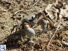 Ocypode cordimanus (Smooth-handed Ghost Crab)