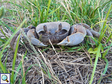 Ocypode cordimanus (Smooth-handed Ghost Crab)