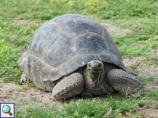Weibliche Aldabra-Riesenschildkröte (Aldabra Giant Tortoise, Geochelone gigantea)
