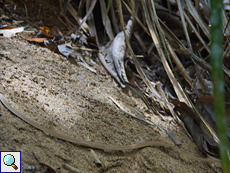 Seychellen-Hausschlange (Seychelles House Snake, Lamprophis geometricus), Belegbild