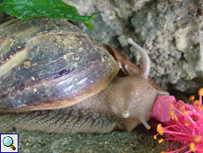 Achatina sp.