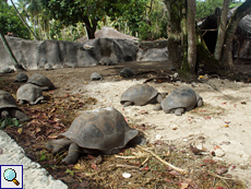 Blick in das Gehege der Aldabra-Riesenschildkröten (Geochelone gigantea)