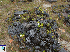 Aufgehäufte verwitterte Korallenblöcke markieren einige schlichte Gräber