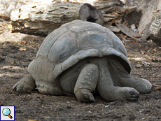 Die Hitze des Tages ist auch für Aldabra-Riesenschildkröten anstrengend