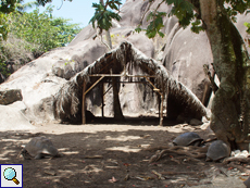 Hohe Bäume und eine kleine Hütte spenden den Aldabra-Riesenschildkröten Schatten