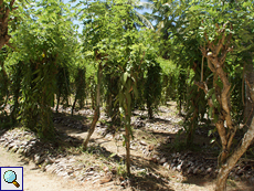 Blick auf die Vanille-Plantage des L'Union Estate