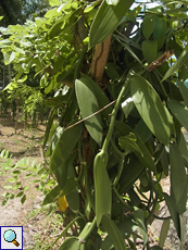 Vanille (Vanilla planifolia)