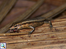 Dieser Seychellen-Skink (Trachylepis seychellensis) hat ein Insekt erbeutet