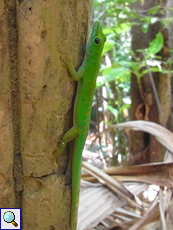 Kleiner Seychellen-Taggecko (Phelsuma astriata semicarinata) im Vallée de Mai