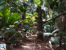 Wanderweg im Vallée de Mai