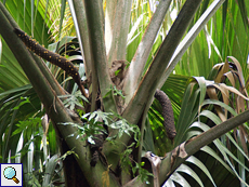 Blühende männliche Seychellenpalme (Lodoicea maldivica)