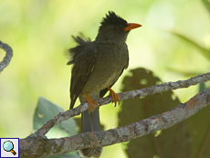 Dickschnabelbülbül (Hypsipetes crassirostris) im Vallée de Mai