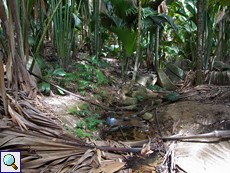 Im Schatten gelegener Wasserlauf im Vallée de Mai