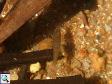 Unbestimmte Krebstierart Nr. 2, das Tier befand sich in Süßwasser im Vallée de Mai