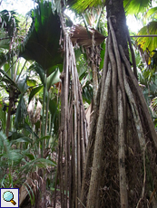 Die mehr als mannshohen Stelzwurzeln von Pandanus hornei im Vallée de Mai