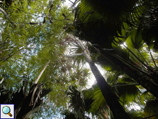 Pandanus hornei, eine weitere endemische Pflanzenart